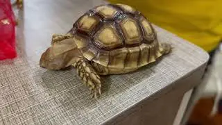 MEET 4 MONTHS OLD BABY SULCATA #cutetortoise #mypet #tortoise