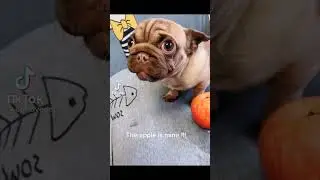 This cute pug 🐶 protects his apple 🍎 #short with the funniest barking you can heard 😂