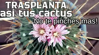TRASPLANTA TUS CACTUS SIN PINCHARTE ASI 🌵