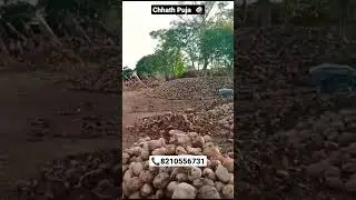 Chhat Puja Nariyal Available| Puja Wala Nariyal| Full Husked Coconut Available#vickyagro#coconut