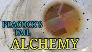 A Peacock's Tail Alchemy of Steven School