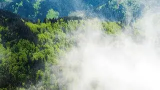 Fog is ascending from forest | Aerial (4K)
