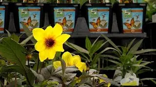 Best Pollinating Plants - Cincinnati Zoo
