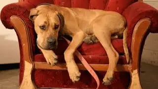 Dogs alone at Home - if the Owner leave the Home.