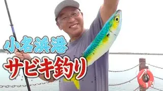 小名浜港でサビキ釣り絶好調！デカサバの群れが入って入れ食い状態！　夏の小名浜港の釣り！いわき市絶好調！