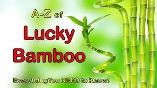 Руководство по уходу за бамбуком Lucky Bamboo🌱 Советы экспертов и распространённые ошибки🍀🌿
