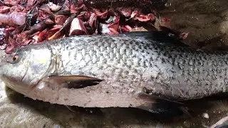 Big Rui fish live Cutting video (Amazing cutting skills) @Usafishing @Fishfam @mrfish6