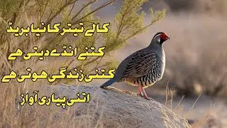 New breed || black francolin || eggs || food || price || look || voice || #blackfrancolin