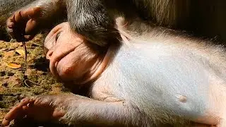 Pity baby Timo,What the matter on Timo,Poor baby monkey Timo,