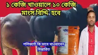 পলিফ্যাট এক কেজি পাউডার || খাওয়ালে ১০ কেজি মাংস    বিদ্দি হবে || বিস্তারিত এই ভিডিও তে আলোচনা করা হল