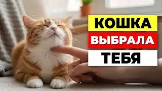 5 вещей, которые кошка позволяет делать ТОЛЬКО своему 