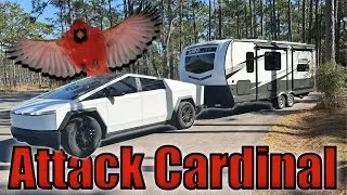 Cybertruck Towing RV to FL State Parks: Manatee Springs & Ochlockonee River!