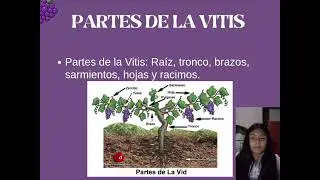 Sumilleria 