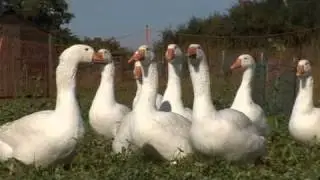 Agrarian Renaissance @ Church Farm, Ardeley