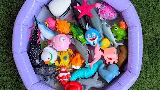 Ocean Animals for Preschool Kids & Toddlers | Learn Names & Easy Facts Playfully