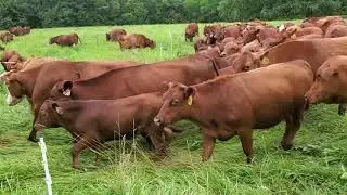 Greg Judy trampling carbon on the pasture with cattle mob