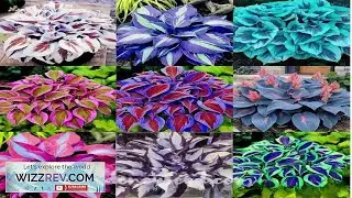 100 Mixed Hosta Plant Seeds Hosta Plantaginea Garden Flowers Perennials Review
