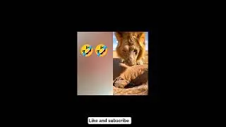 Lion vs Baby Warthog - Unexpected Winner 🤯😍🏆 #shorts #viralvideo #tranding #rescue