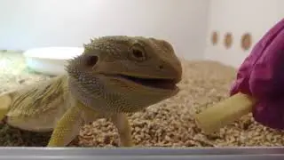 Karmienie agam jabłkiem | Giełda ZooEgzotyka 1 grudnia, Warszawa || Gadzi Bastion