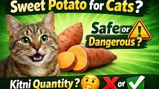 Cats ke liye Sweet Potato Safe Hai Ya Nahi? 🥔 Truth Revealed | 😺 Quantity, Fayde & Risk | MUST WATCH