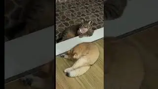 This video will instantly improve your mood😍🐾#Shorts #Viral #Cats #CatVideo #قطط_مضحكة