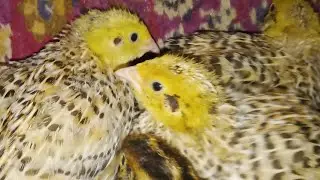 Бройлери 49 днів - перепілки 13 днів - домашне господарство