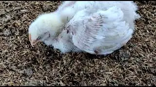 IBD OR ND SYMPTOMS IN BROILER POULTRY BIRD