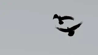 Gustavo Santaolalla - When Our Wings Are Cut