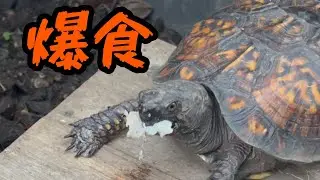 【爆食】亀の食事ASMR【カメ】