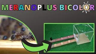 Meranoplus bicolor - Une fourmi paisible et poilue, changement de nid et aire de chasse