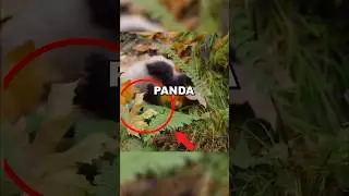 FALLING BABY PANDA! 🐼 #cute #animals #panda