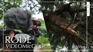 探鳥Vlog】マイクロフォーサーズで野鳥撮影📸｜東京でもオオタカ猛禽類に出会えた｜新しいカメラマイクRODE VIDEOMicGOII 導入してみた　#野鳥撮影 #バードウォッチング