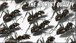 Charlotte Exterminators The Pest Control Authority