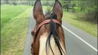 Kat:  9-Year-Old Spotted Saddle Horse Mare #gaitedhorse