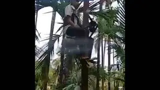😮 Farmer invents a tree bike for riding up tall trees
