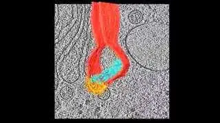 In situ structural analysis of Golgi intracisternal protein arrays