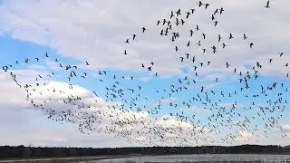 Flock of birds flying in shape / formation of a giant bird