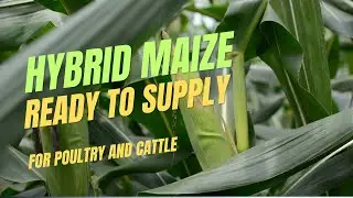 Hybrid Maize Production From Indonesia - Nusaking Global Overseas