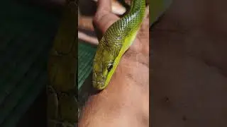 red tail racer