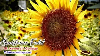 Sunflower 🌻 Field | St Xavier’s College | Thiruvananthapuram 2025