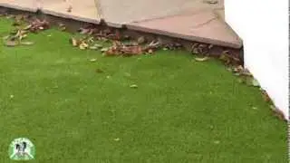 LazyLawn &reg; - How to care for your Artificial Lawn