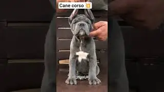CANE CORSO PUPPY FOR SALE!💥🐕 Italian Mastiff,Pure Breed Healthy -DM 6360411853#shorts #puppyforsale