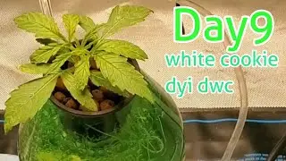 Advanced Nutrients Ph Perfect Technology. Day 9 dwc