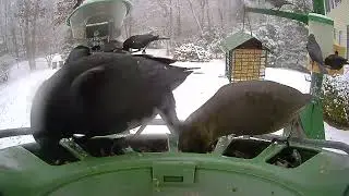 Super Triple Feeder in Snowy New England! Song Sparrow, Northern Flicker Woodpecker, Mourning Doves