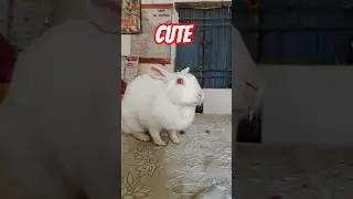 cute rabbit come to school #viral #school #animals