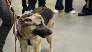 UNDERDOGS: Pawsitive Change dog Cheyenne finds a happy ending!