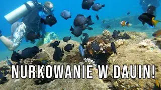 Nurkowanie w Dauin - Sprzątanie Rafy koralowej - Nurkowanie na Filipinach [4K]