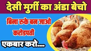 Desi Mugri farm | गवरान मुर्गी का काम शुरू करे और कमाए करोडो रुपये | Desi murgi Farm full knowledge 