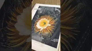 The most beautiful flower book ever printed, Thornton&rsquo;s Temple of Flora 😍 #history #rarebooks