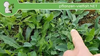Kleines Habichtskraut - Erste Boten - 26.04.18 (Hieracium pilosella) - essbare Wildpflanzen